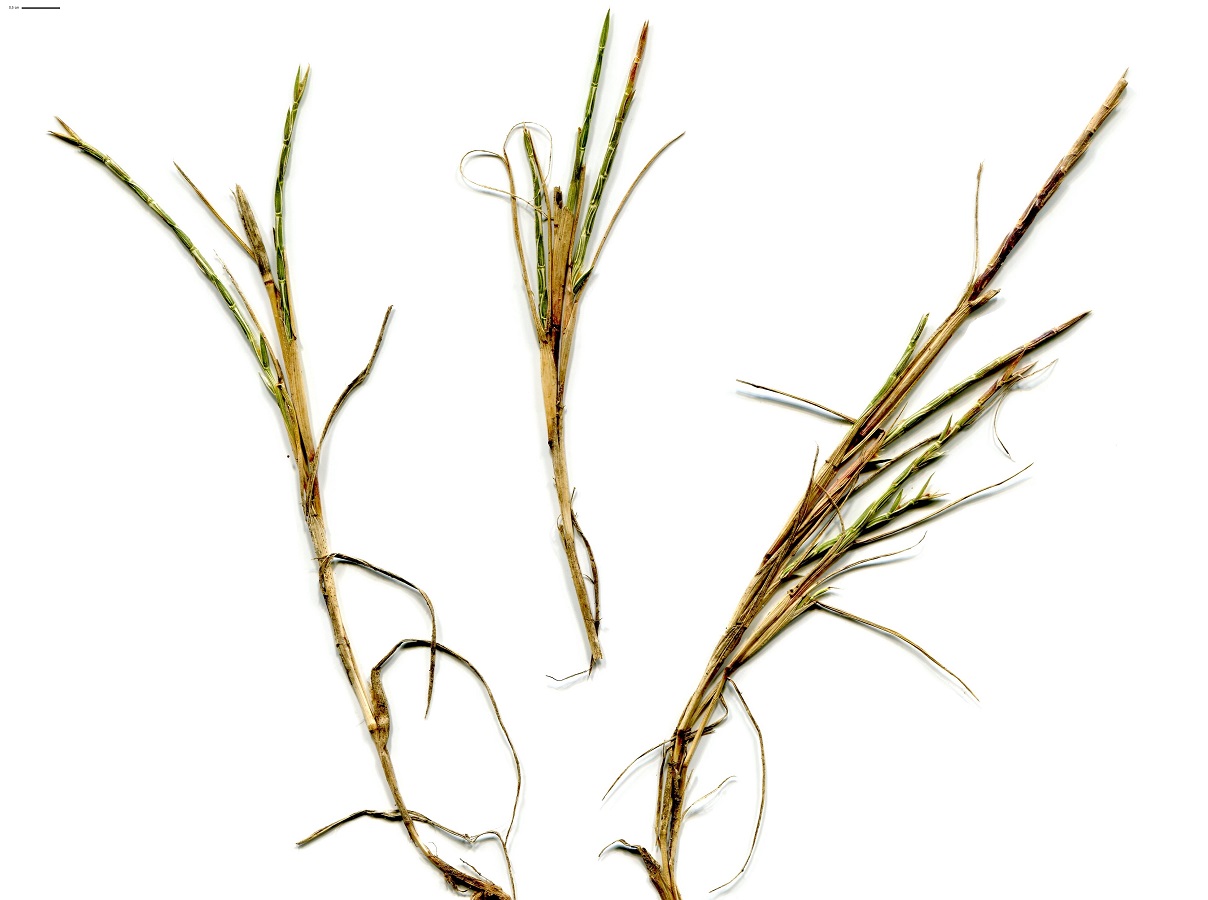 Hainardia cylindrica (Poaceae)
